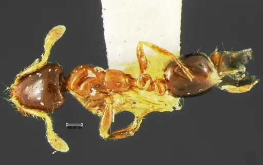 Solenopsis picta - CASENT0105664