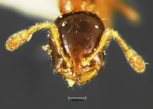 Solenopsis picta - CASENT0105664