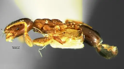 Solenopsis picta - CASENT0105664