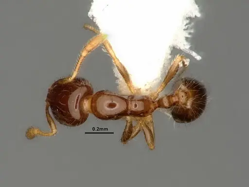 Solenopsis picta - CASENT0884322