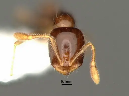 Solenopsis picta - CASENT0884322