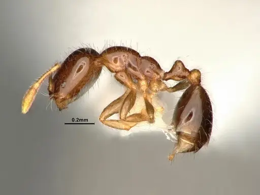 Solenopsis picta - CASENT0884322