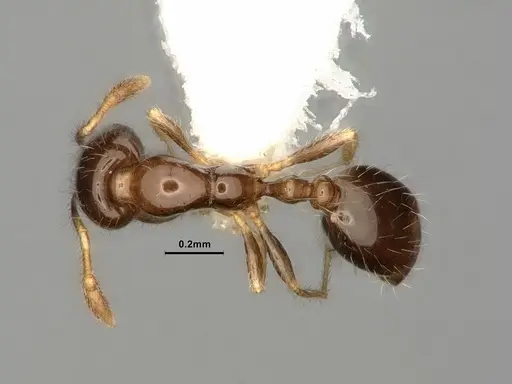 Solenopsis picta - CASENT0884325