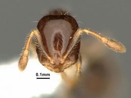 Solenopsis picta - CASENT0884325
