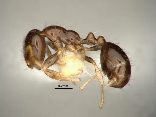 Solenopsis picta - CASENT0884325