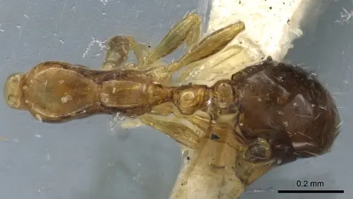 Solenopsis picta - CASENT0904629