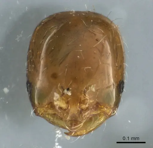 Solenopsis picta - CASENT0904629