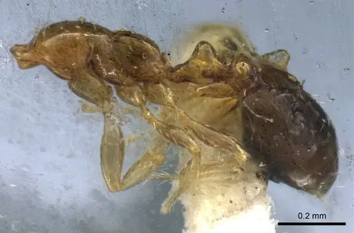 Solenopsis picta - CASENT0904629