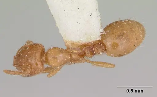 Solenopsis pilosula specimen