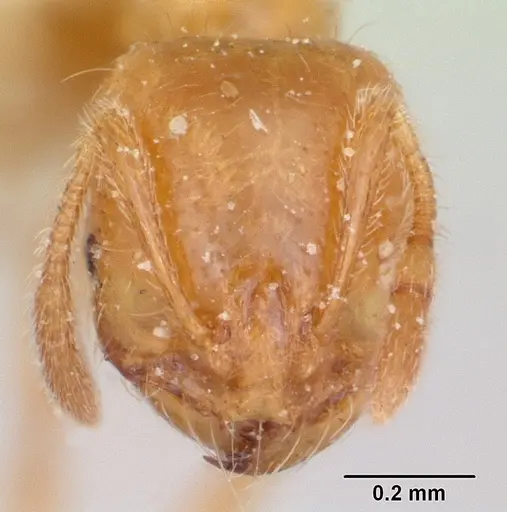 Solenopsis pilosula specimen