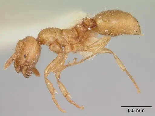Solenopsis pilosula specimen
