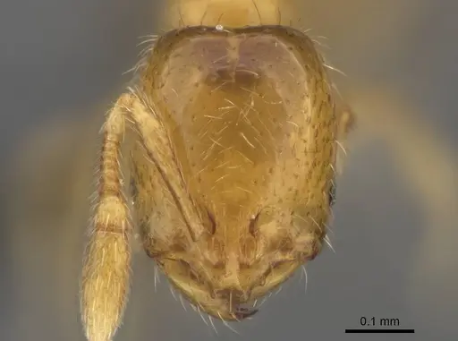 Solenopsis pollux specimen