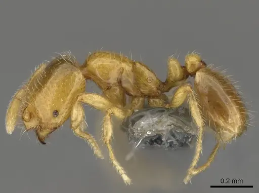 Solenopsis pollux specimen