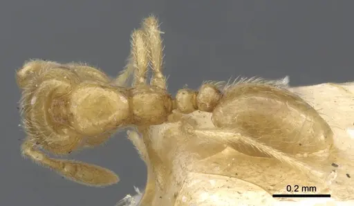 Solenopsis pollux - CASENT0902345