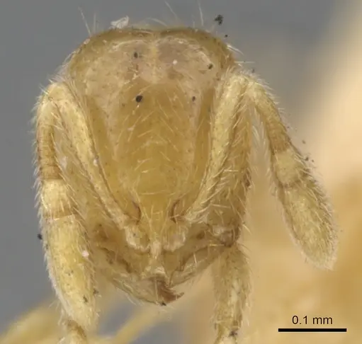 Solenopsis pollux - CASENT0902345