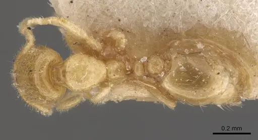 Solenopsis pollux - CASENT0908846