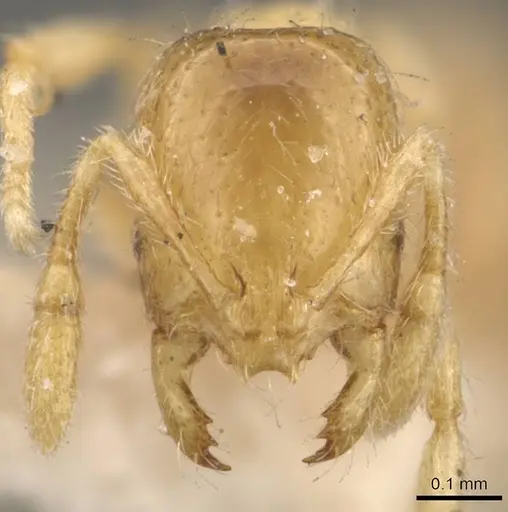 Solenopsis pollux - CASENT0908846