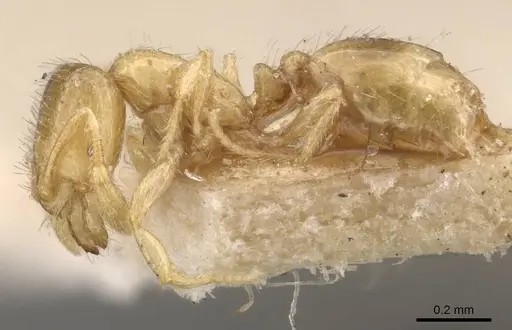 Solenopsis pollux - CASENT0908846