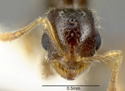 Solenopsis pollux - INBIOCRI001280897