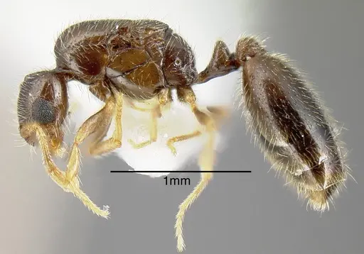 Solenopsis pollux - INBIOCRI001280897