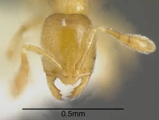 Solenopsis pollux - INBIOCRI001280920