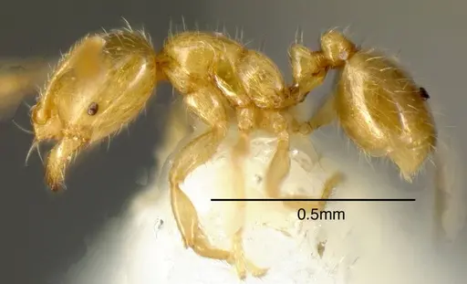 Solenopsis pollux - INBIOCRI001280920