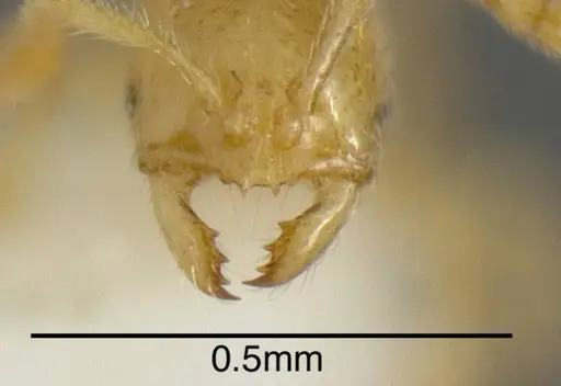 Solenopsis pollux - INBIOCRI001280920