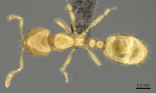 Solenopsis punctaticeps specimen