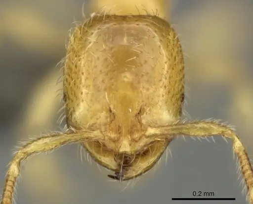 Solenopsis punctaticeps specimen