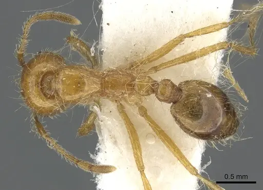 Solenopsis pusillignis specimen