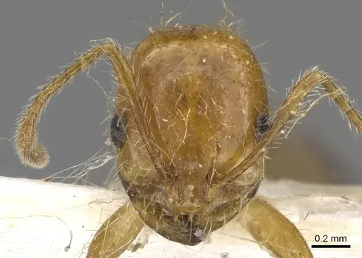 Solenopsis pusillignis specimen