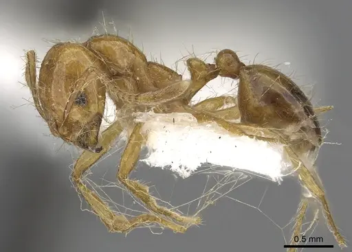 Solenopsis pusillignis specimen