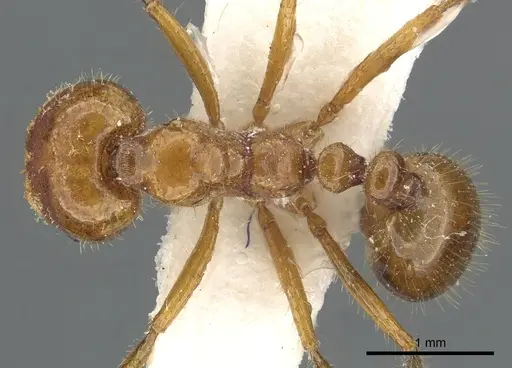 Solenopsis pusillignis - CASENT0902355