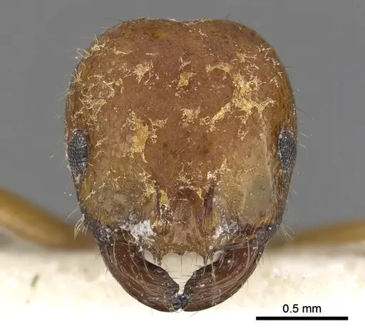 Solenopsis pusillignis - CASENT0902355