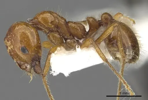 Solenopsis pusillignis - CASENT0902355