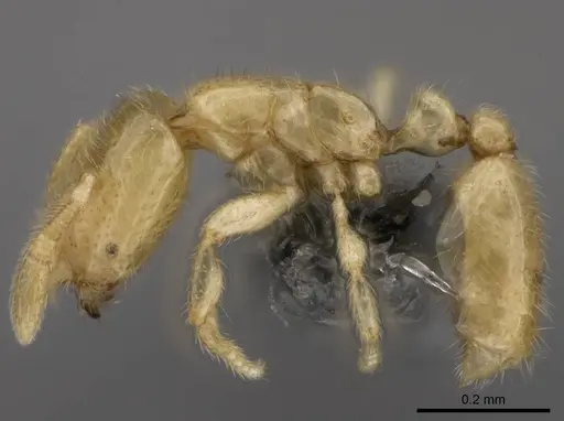 Solenopsis pygmaea specimen