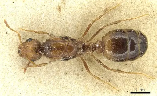 Solenopsis pythia specimen