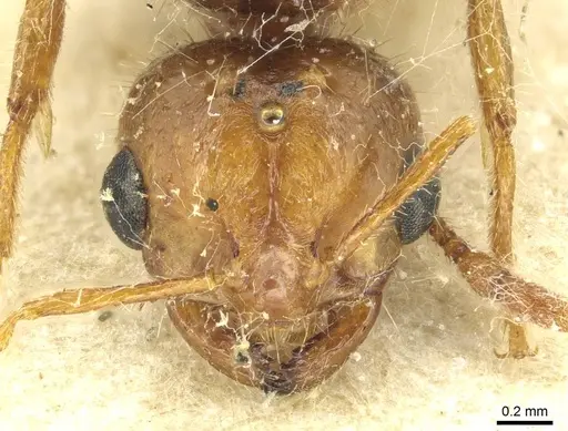 Solenopsis pythia specimen
