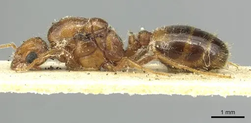 Solenopsis pythia specimen