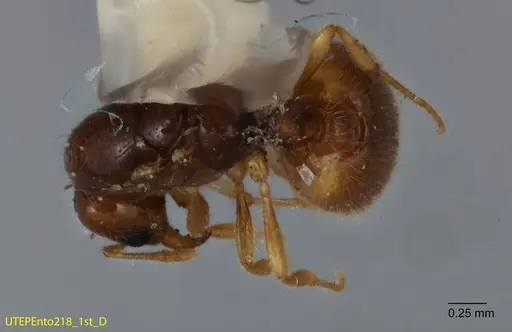 Solenopsis quadridentata specimen