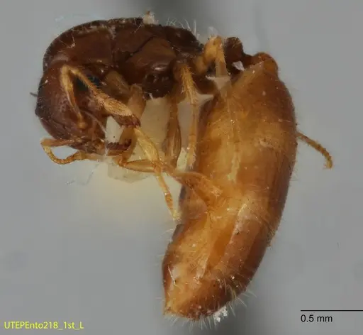 Solenopsis quadridentata specimen