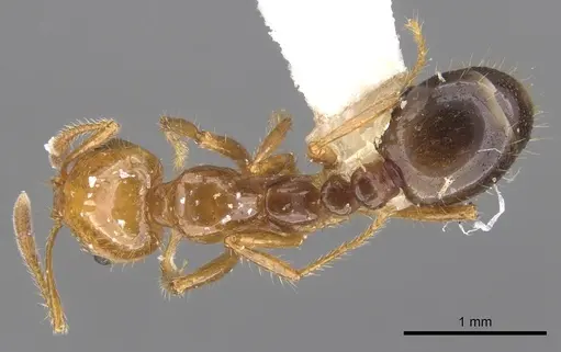 Solenopsis quinquecuspis specimen