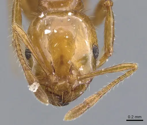 Solenopsis quinquecuspis specimen