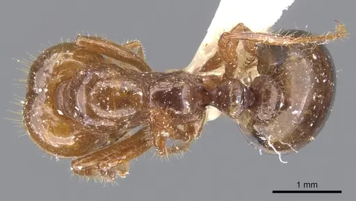 Solenopsis quinquecuspis - CASENT0902352