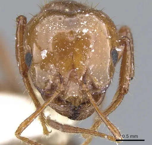 Solenopsis quinquecuspis - CASENT0902352