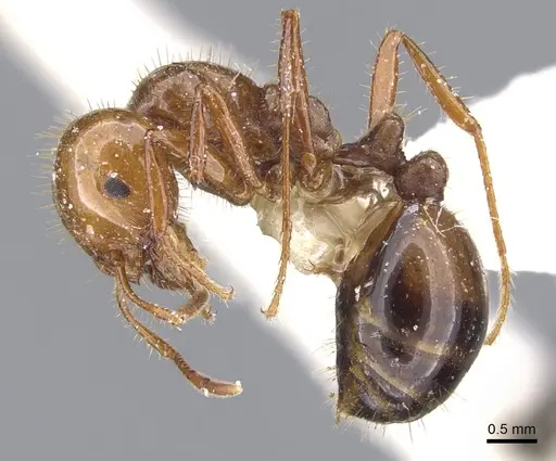 Solenopsis quinquecuspis - CASENT0902352