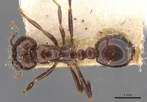 Solenopsis quinquecuspis - CASENT0908800