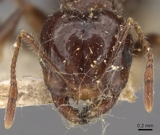 Solenopsis quinquecuspis - CASENT0908800