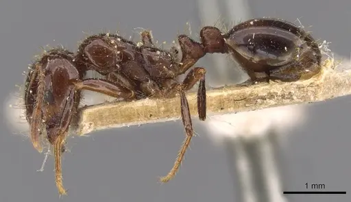 Solenopsis quinquecuspis - CASENT0908800