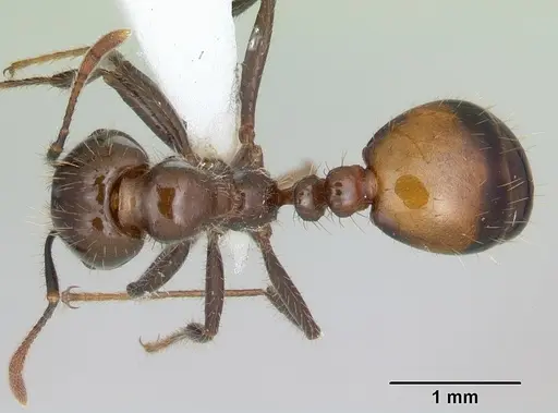 Solenopsis richteri specimen